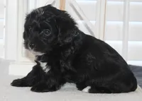 Max, a male Yorkipoo for sale in Richland, MO – 10 of 10