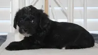 Max, a male Yorkipoo for sale in Richland, MO – 9 of 10