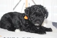 Chloe, a female Yorkipoo for sale in Richland, MO – 2 of 10