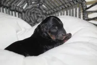 Armani, a male Yorkipoo for sale in Camdenton, MO – Photo 5 of 6