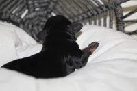 Armani, a male Yorkipoo for sale in Camdenton, MO – Photo 3 of 6