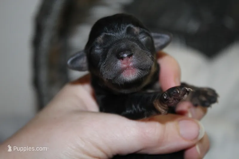 Armani, a male Yorkipoo for sale in Camdenton, MO – Photo 1 of 6