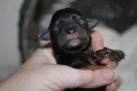 Armani, a male Yorkipoo for sale in Camdenton, MO – Photo 1 of 6