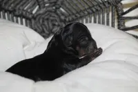 Armani, a male Yorkipoo for sale in Camdenton, MO – Photo 6 of 6