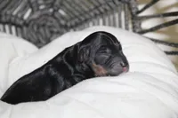 Armani, a male Yorkipoo for sale in Camdenton, MO – Photo 4 of 6