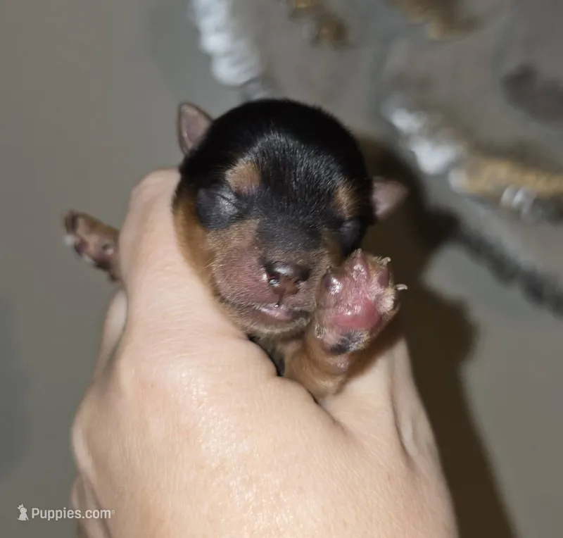 Carl – Yorkshire Terrier puppy for sale in Richland, MO