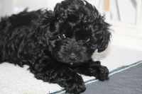 Cooper, a male Yorkipoo for sale in Richland, MO – 2 of 10