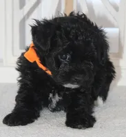 Chloe, a female Yorkipoo for sale in Richland, MO – 4 of 10