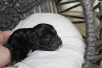 Tiffany, a female Yorkipoo for sale in Camdenton, MO – Photo 3 of 4