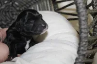 Tiffany, a female Yorkipoo for sale in Camdenton, MO – Photo 2 of 4