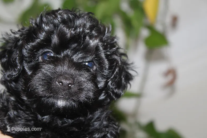 Cooper – Yorkipoo puppy for sale in Richland, MO