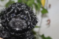 Cooper, a male Yorkipoo for sale in Richland, MO – 1 of 10