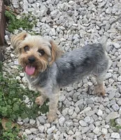 Upcoming Litter!, a  Yorkshire Terrier for sale in Richland, MO – 2 of 4