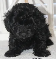 Cooper, a male Yorkipoo for sale in Richland, MO – 7 of 10