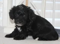 Max, a male Yorkipoo for sale in Richland, MO – 3 of 10