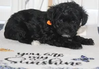 Chloe, a female Yorkipoo for sale in Richland, MO – 8 of 10