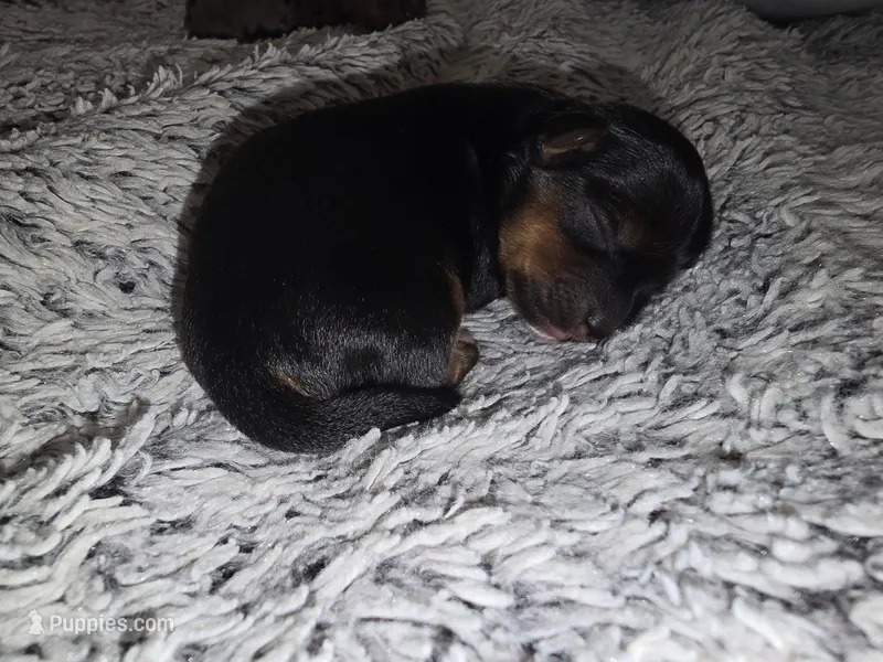 Harmony – Yorkshire Terrier puppy for sale in Camdenton, MO