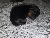 Harmony, a female Yorkshire Terrier for sale in Camdenton, MO – 1 of 1