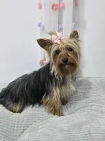 Upcoming Litter!, a  Yorkshire Terrier for sale in Richland, MO – 2 of 4