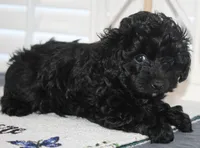 Cooper, a male Yorkipoo for sale in Richland, MO – 10 of 10
