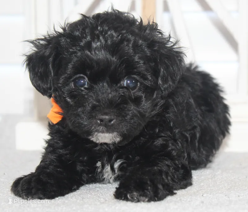 Chloe – Yorkipoo puppy for sale in Richland, MO