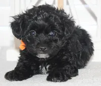 Chloe, a female Yorkipoo for sale in Richland, MO – 1 of 10