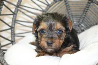 Claudia Joy, a female Yorkshire Terrier for sale in Camdenton, MO – Photo 1 of 2