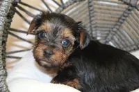 Claudia Joy, a female Yorkshire Terrier for sale in Camdenton, MO – Photo 2 of 2