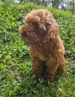 Upcoming Litter!, a  Yorkipoo for sale in Richland, MO – 2 of 4