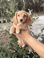 Cream Longhaired Dachshund , a female Miniature Dachshund for sale in Pomona Park, FL – Photo 2 of 3