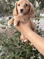 Cream Longhaired Dachshund , a female Miniature Dachshund for sale in Pomona Park, FL – Photo 1 of 3