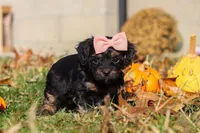 Camila, a female Yorkipoo for sale in Baltic, OH – Photo 1 of 7