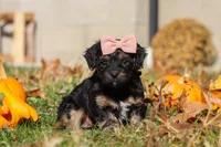 Camila, a female Yorkipoo for sale in Baltic, OH – Photo 2 of 7