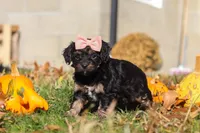 Camila, a female Yorkipoo for sale in Baltic, OH – Photo 6 of 7