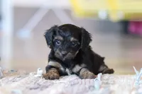 Camila, a female Yorkipoo for sale in Baltic, OH – Photo 7 of 7