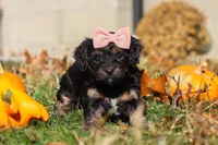 Camila, a female Yorkipoo for sale in Baltic, OH – Photo 5 of 7
