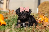 Camila, a female Yorkipoo for sale in Baltic, OH – Photo 3 of 7