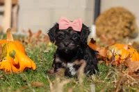 Camila, a female Yorkipoo for sale in Baltic, OH – Photo 4 of 7