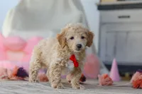 Prince, a male Poodle - Miniature  for sale in Baltic, OH – Photo 3 of 5