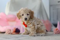 Prince, a male Poodle - Miniature  for sale in Baltic, OH – Photo 5 of 5