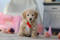 Prince, a male Poodle - Miniature  for sale in Baltic, OH – Photo 1 of 5