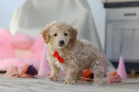 Prince, a male Poodle - Miniature  for sale in Baltic, OH – Photo 4 of 5