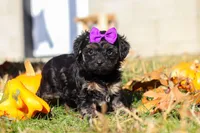 Ivy, a female Yorkipoo for sale in Baltic, OH – Photo 5 of 6