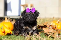 Ivy, a female Yorkipoo for sale in Baltic, OH – Photo 2 of 6