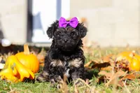 Ivy, a female Yorkipoo for sale in Baltic, OH – Photo 1 of 6