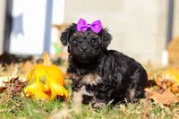 Ivy, a female Yorkipoo for sale in Baltic, OH – Photo 6 of 6