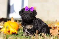 Ivy, a female Yorkipoo for sale in Baltic, OH – Photo 4 of 6