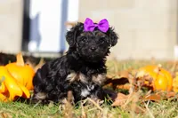 Ivy, a female Yorkipoo for sale in Baltic, OH – Photo 3 of 6