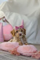 processed/a3449e5b-fcfc-436f-9ef1-d04a1abc71c8/listing/774450a9-21f7-4423-8019-9f2cc3ec54e2/2488f572-6de3-4bf1-8c59-d1d64e44eab7