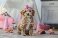 processed/a3449e5b-fcfc-436f-9ef1-d04a1abc71c8/listing/774450a9-21f7-4423-8019-9f2cc3ec54e2/4c5d3156-01b4-4325-9089-d1399b29d042